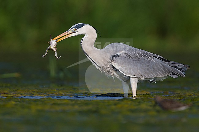 Grey Heron (Ardea cinerea), adult with a caught frog stock-image by Agami/Saverio Gatto,