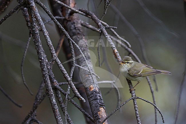 Two-barred Warbler, Phylloscopus plumbeitarsus, Russia (Baikal) adult stock-image by Agami/Ralph Martin,