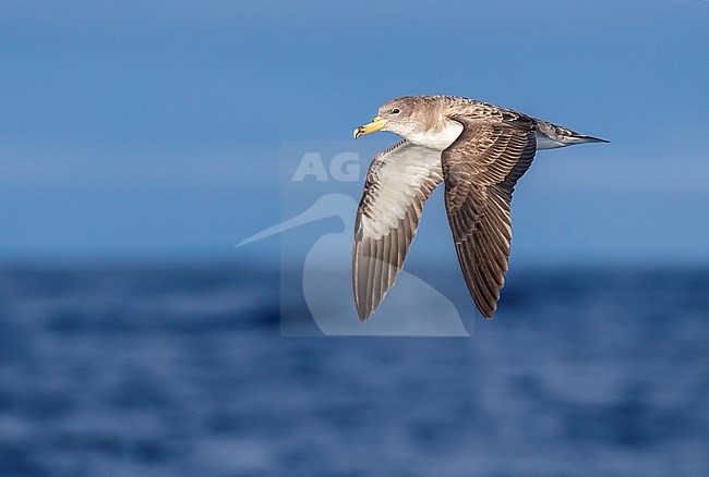 Cory's Shearwater (Calonectris borealis) flying off Graciosa, Azores, Portugal. stock-image by Agami/Vincent Legrand,