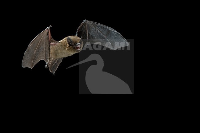 Gewone dwergvleermuis in de vlucht; Common Pipistrelle in flight stock-image by Agami/Theo Douma,