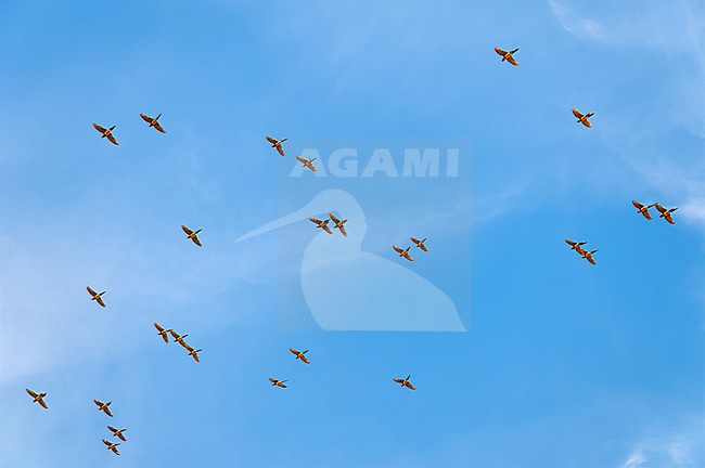 Larger flock of Burrowing Parrots (Cyanoliseus patagonus) flying against a blue sky as a background in Argentina stock-image by Agami/Tomas Grim,