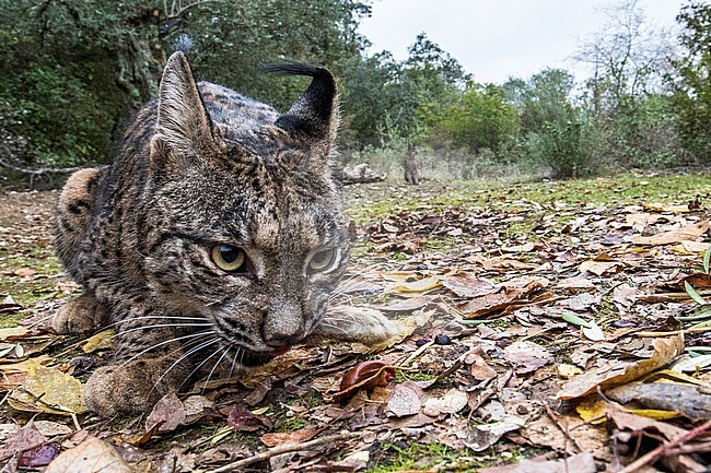 Closeup of an Iberian lynx (Lynx pardinus) in Cordoba, Spain. Photographed with a camera trap. stock-image by Agami/Oscar Díez,