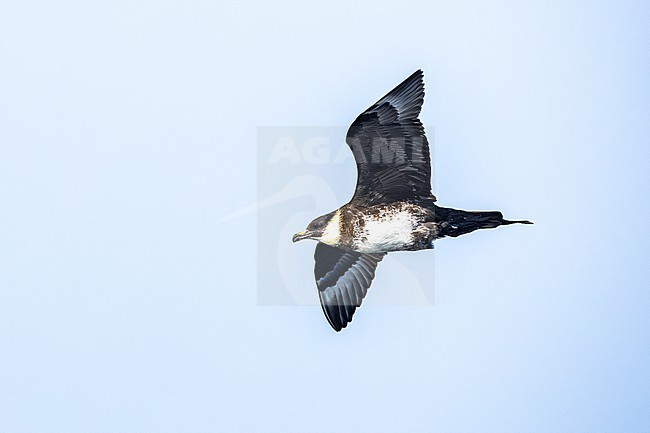  stock-image by Agami/Menno van Duijn,
