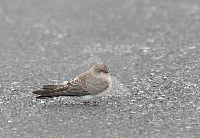 Grey-throated Martin, Riparia chinensis, standing on the ground. stock-image by Agami/Nigel Voaden,
