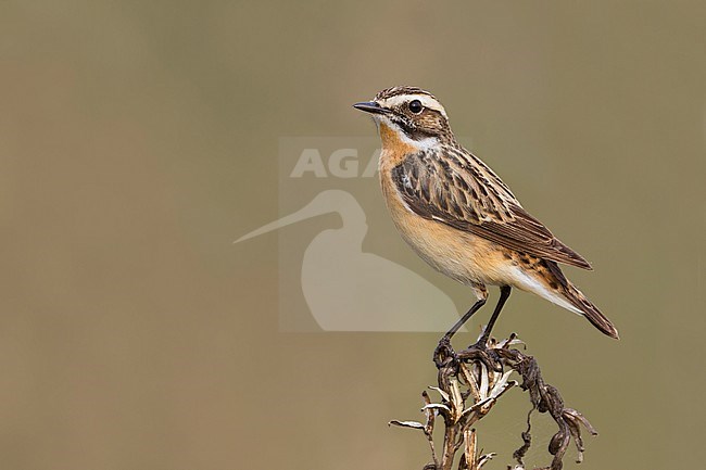 Whinchat (Saxicola rubetra), Poland, adult male stock-image by Agami/Ralph Martin,