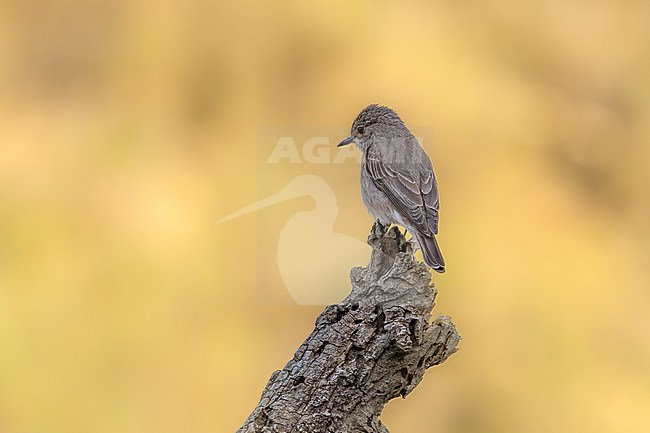 A spotted flycatcher perches on a tree stump, its gaze fixed on insects below, potential prey in the soft morning light of Sierra de Alcubierre. stock-image by Agami/Onno Wildschut,