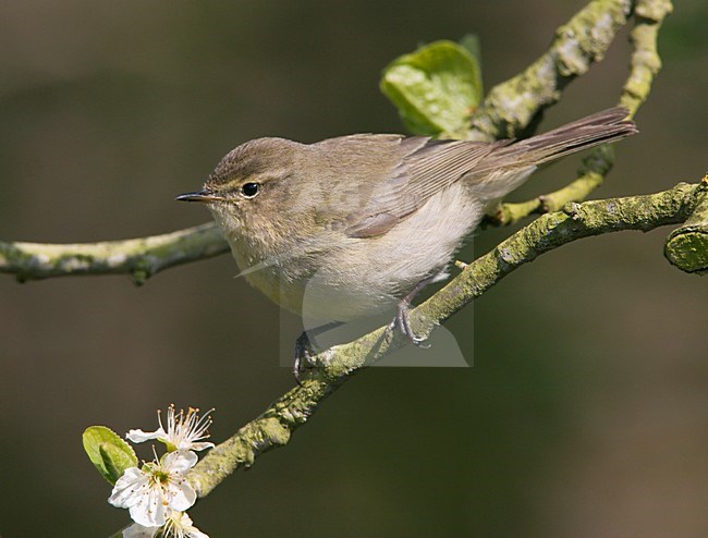 Tjiftjaf op takje; Common Chiffchaff perched on a branch stock-image by Agami/Ran Schols,