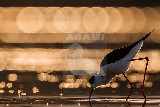 Adult Black-winged Stilt (Himantopus himantopus) in Italy. stock-image by Agami/Daniele Occhiato,