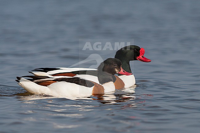 Common Shelduck - Brandgans - Tadorna tadorna, Germany, adult, female and male stock-image by Agami/Ralph Martin,