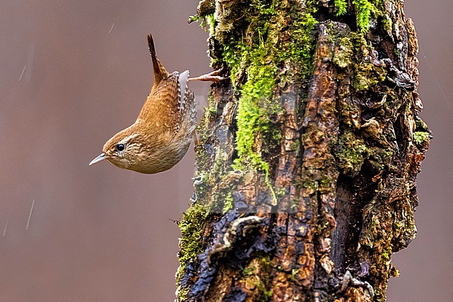 Winter Wren (Troglodytes troglodytes ) in Italy. stock-image by Agami/Daniele Occhiato,