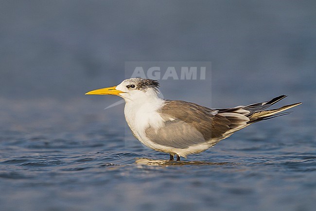 Greater Crested Tern - Eilseeschwalbe - Thalasseus bergii velox, Oman, adult stock-image by Agami/Ralph Martin,