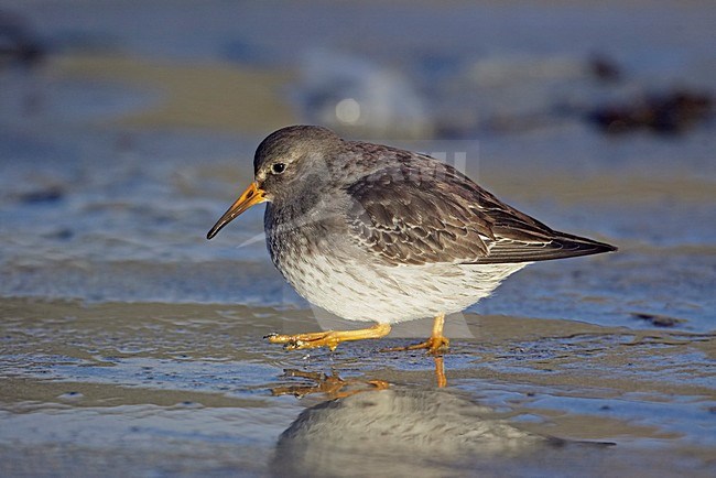 Paarse Strandloper aan het strand; Purple Sandpiper on the beach stock-image by Agami/Markus Varesvuo,