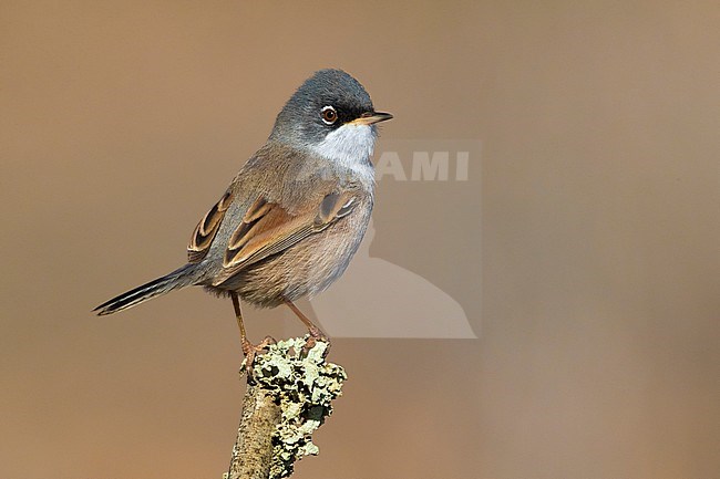 Spectacled Warbler (Sylvia conspicillata orbitalis) on Fuerteventura, Canary island, Spain stock-image by Agami/Daniele Occhiato,