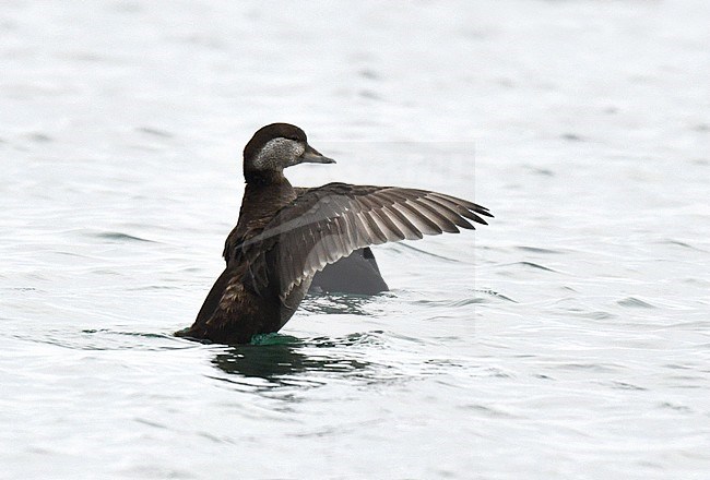 Black Scoter (Melanitta americana) off the coast near Shibetsu on Hokkaido in Japan. stock-image by Agami/Laurens Steijn,