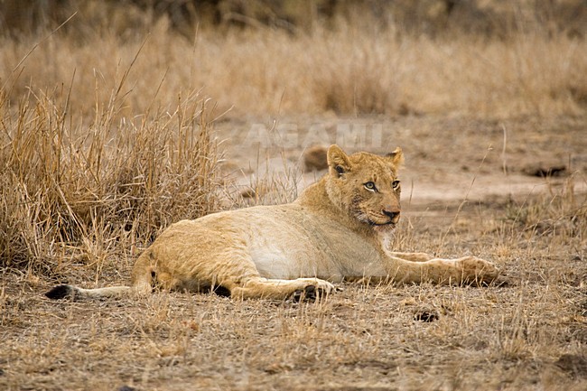 Jonge Afrikaanse Leeuw; Young African Lion stock-image by Agami/Marc Guyt,