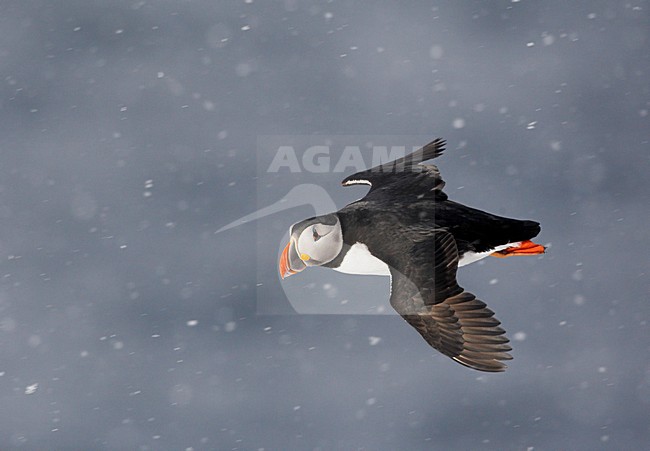 Volwassen Papegaaiduiker in de vlucht; Adult Atlantic Puffin in flight stock-image by Agami/Markus Varesvuo,