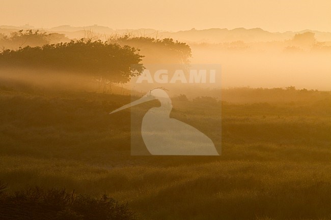 Duingebied Berkheide tussen Katwijk en Wassenaar; Area of dunes called Berkheide between Katwijk and Wassenaar stock-image by Agami/Menno van Duijn,