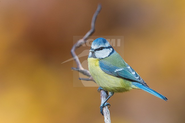 Blue Tit, Cyanistes caeruleus, in Italy. stock-image by Agami/Daniele Occhiato,