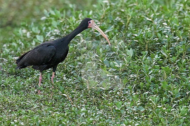 Bare-faced Ibis (Phimosus infuscatus) feeding at a marsh in Argentina stock-image by Agami/Dubi Shapiro,
