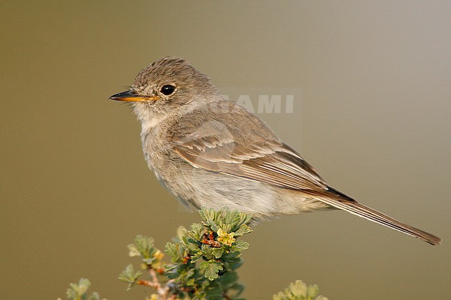 Adult
Mono Co., CA
June 2008 stock-image by Agami/Brian E Small,