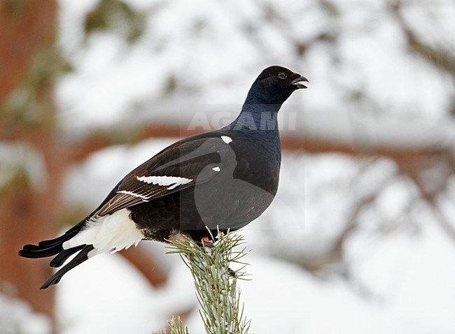 Mannetje Korhoen roepend uit den, Male Black Grouse calling from pine stock-image by Agami/Markus Varesvuo,