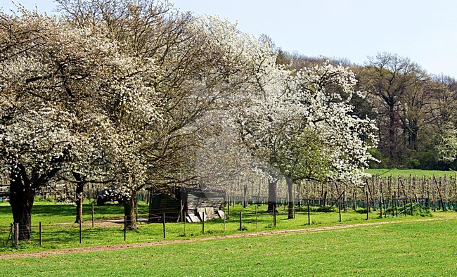 Bloesem en onluikend groen in het Zuid Limburgse Heuvellandschap in het prille voorjaar. Blossoming trees in early spring in the southern limburg landscape stock-image by Agami/Ran Schols,