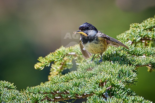 Coal Tit (Periparus ater cypriotes) carrying food, Cyprus stock-image by Agami/Tomas Grim,