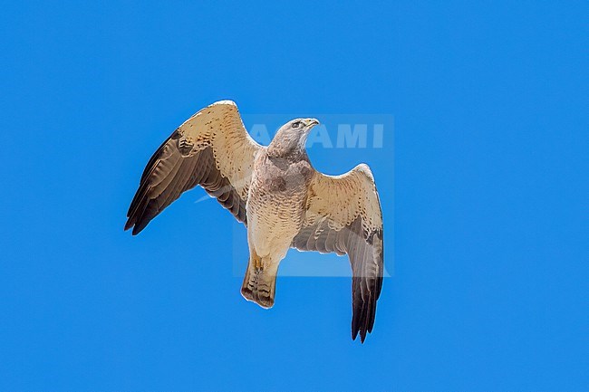 Adult (light morph)
San Diego Co., CA
April 2023 stock-image by Agami/Brian E Small,