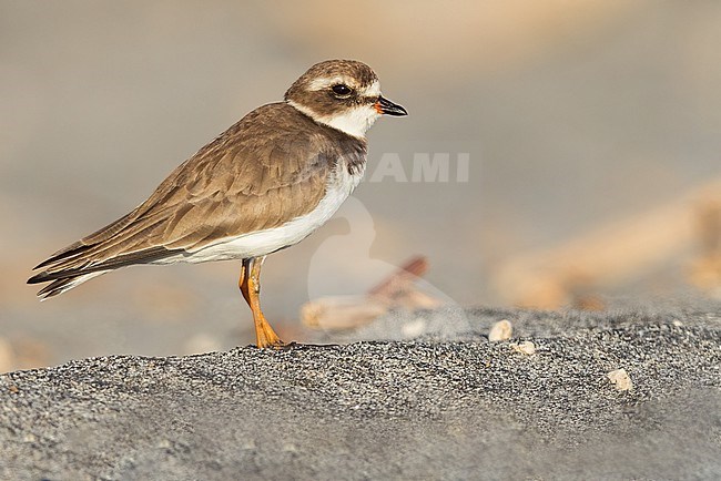 Semipalmated Plover (Charadrius semipalmatus) resting on the beach in El Salvador stock-image by Agami/Dubi Shapiro,