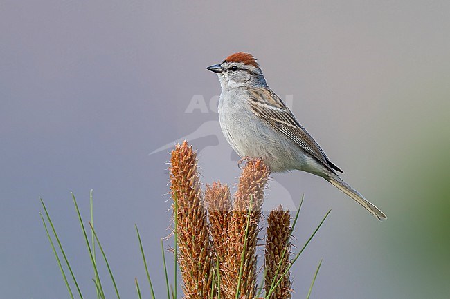 Adult breeding
Coahuila, Mexico
May 2022 stock-image by Agami/Brian E Small,