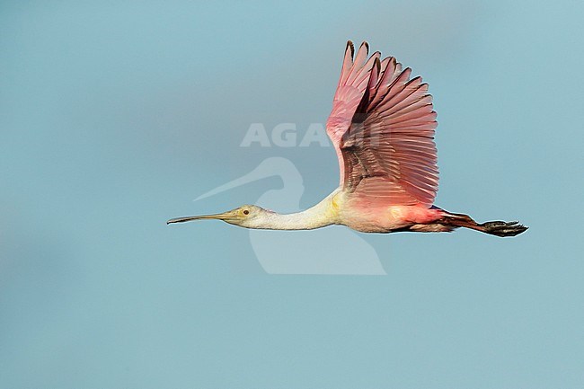 Juvenile Roseate Spoonbill, Platalea ajaja
Galveston Co., Texas
April 2017 stock-image by Agami/Brian E Small,