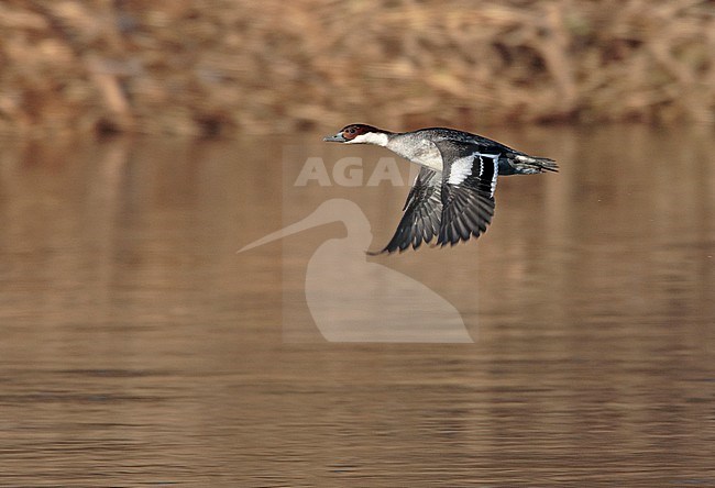 Female Smew (Mergellus albellus) flying over inland lake in Limburg, Netherlands stock-image by Agami/Ran Schols,