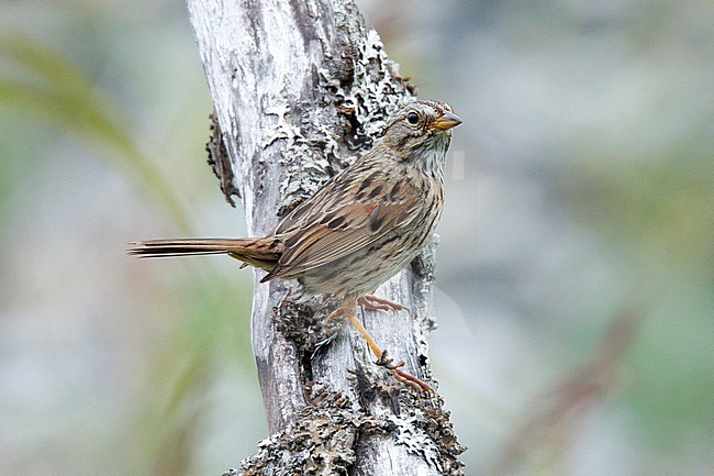 Lincoln's Sparrow (Melospiza lincolnii) taken the 23/06/2022 at Anchorage - Alaska. stock-image by Agami/Nicolas Bastide,