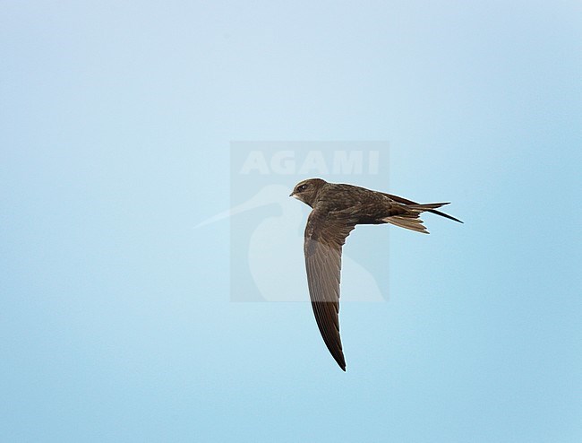 Common Swift (Apus apus) in flight over field in the Netherlands. stock-image by Agami/Ran Schols,