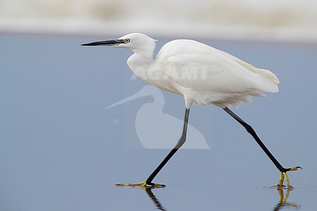 Little Egret (Egretta garzetta), side view of an individual walking on the shore in Campania (Italy) stock-image by Agami/Saverio Gatto,