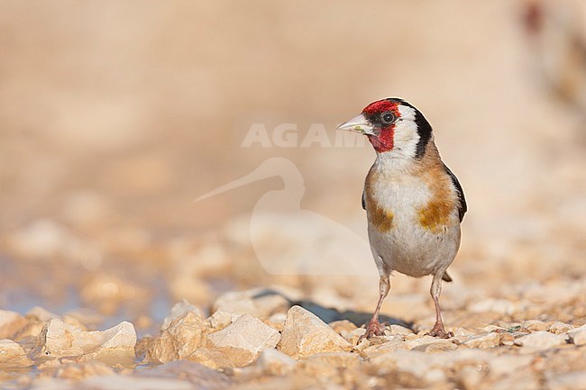 European Goldfinch, Putter,  Carduelis carduelis ssp. balcanica, Croatia, adult male stock-image by Agami/Ralph Martin,