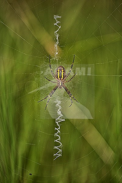 Wespenspin; Wasp Spider stock-image by Agami/Rob Olivier,