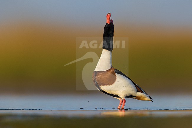 Adult Common Shelduck, Tadorna tadorna, at a lake in Italy. Displaying male. stock-image by Agami/Daniele Occhiato,