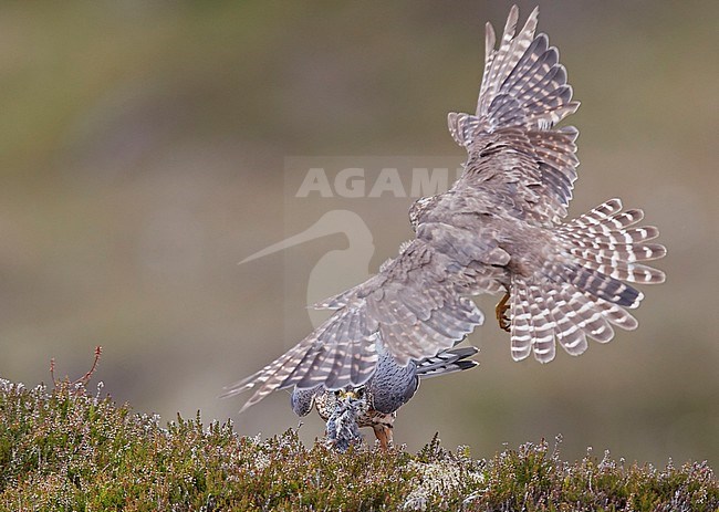Female Merlin (Falco columbarius) landing with prey at her nest on the Shetland islands in Scotland. stock-image by Agami/Markus Varesvuo,