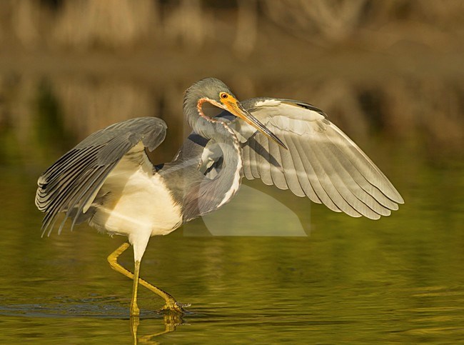 Vissende Witbuikreiger, Fishing Tricolored Heron stock-image by Agami/David Hemmings,