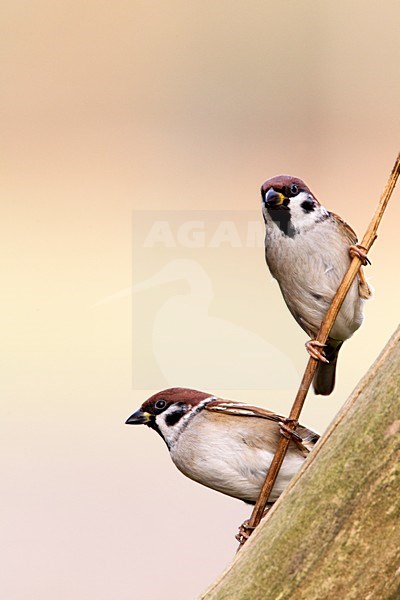 Ringmussen op takje; Eurasian Tree Sparrows perched on a branch stock-image by Agami/Roy de Haas,