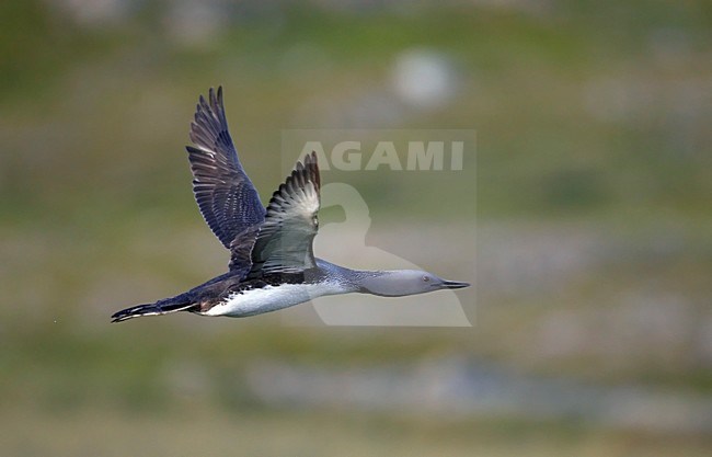 Vliegende Roodkeelduiker in zomerkleed; Flying Red-throated Loon in summer plumage stock-image by Agami/Markus Varesvuo,