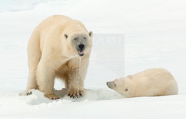 Polar bear (Ursus maritimus) adult with water coming out of it's beak and cub watching stock-image by Agami/Roy de Haas,