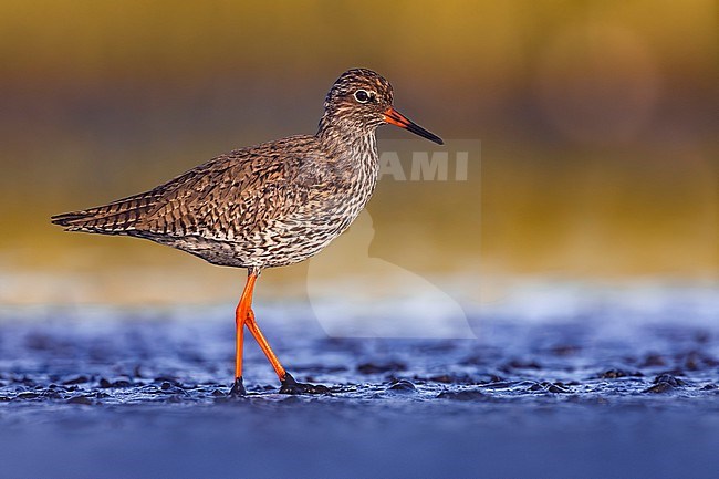 Common Redshank (Tringa totanus) in Italy. stock-image by Agami/Daniele Occhiato,