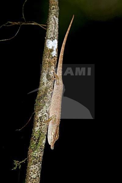 Nose-horned Chameleon, Calumma nasutum stock-image by Agami/Pete Morris,