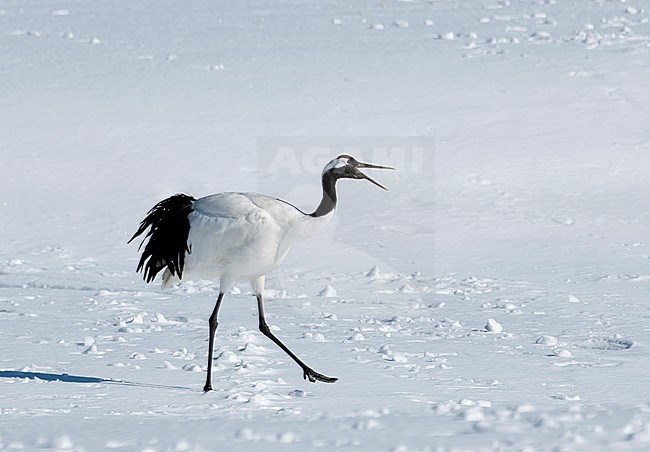 Red-crowned Crane (Grus japonensis) in the snow at Hokkaido (Japan) stock-image by Agami/Roy de Haas,