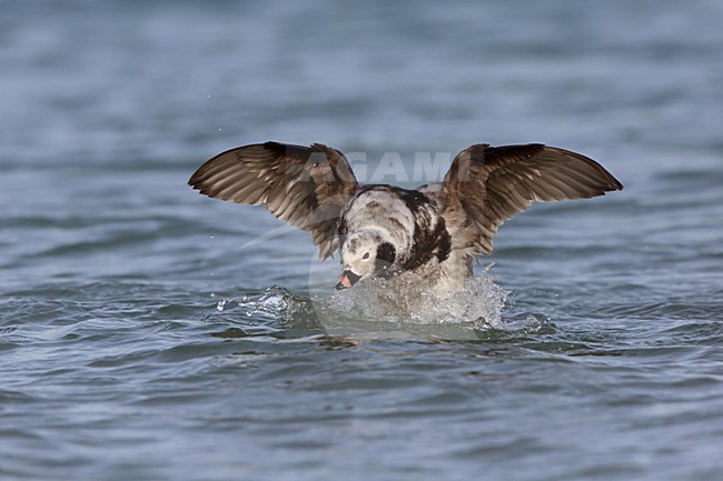 IJseend; Long-tailed Duck; Clangula hyemalis stock-image by Agami/Chris van Rijswijk,