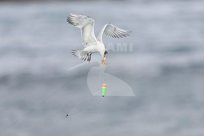  stock-image by Agami/Marcel Burkhardt,