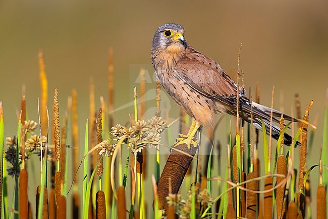 Eurasian Kestrel, Falco tinnunculus, in Italy. stock-image by Agami/Daniele Occhiato,