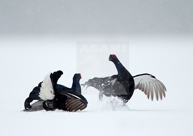 Vechtende mannetjes Korhoen in de sneeuw, Males Black grouse fighting in the snow stock-image by Agami/Danny Green,